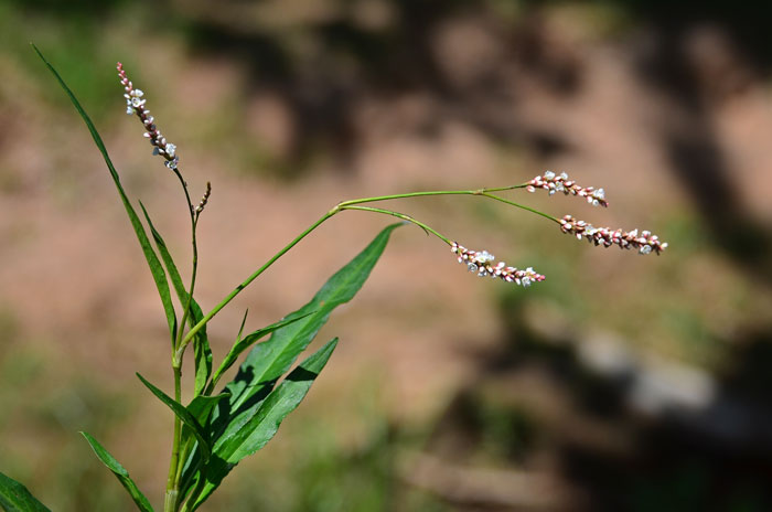 Persicaria lapathifolia, Curlytop Knotweed